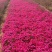 福禄考(芝樱)，绿化景观用