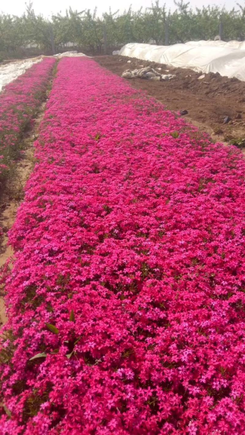 福禄考(芝樱)，绿化景观用