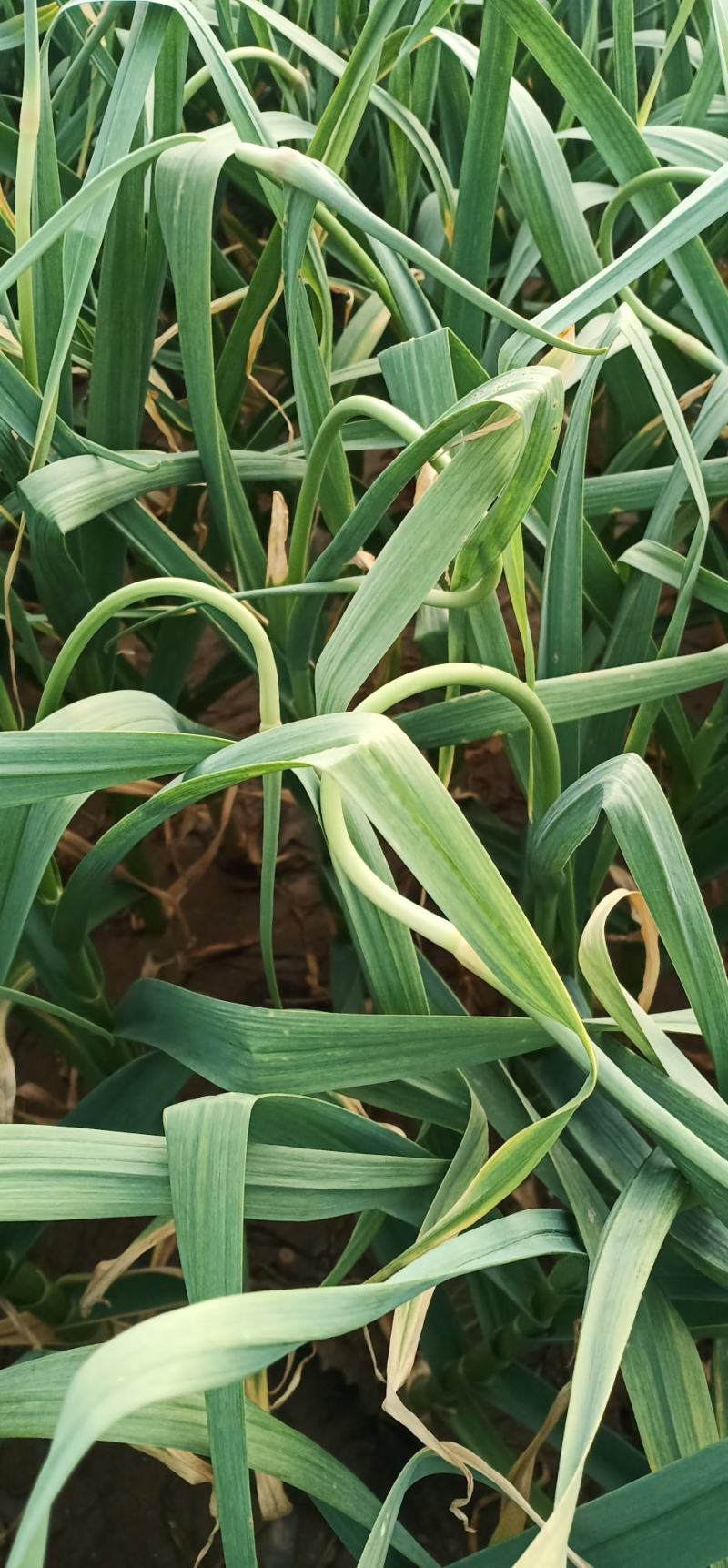 蒜苔