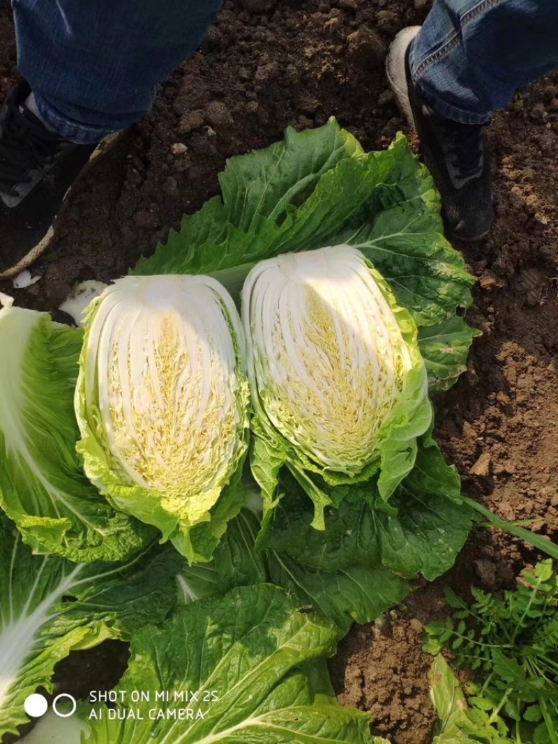 黄心大白菜🥬货源充足，产地直发，大小车随到随装