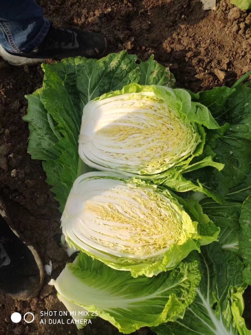 黄心大白菜🥬货源充足，产地直发，大小车随到随装