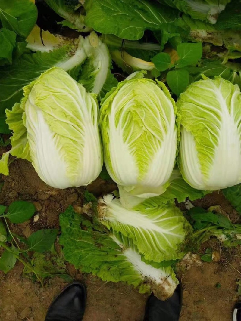 黄心大白菜🥬货源充足，产地直发，大小车随到随装