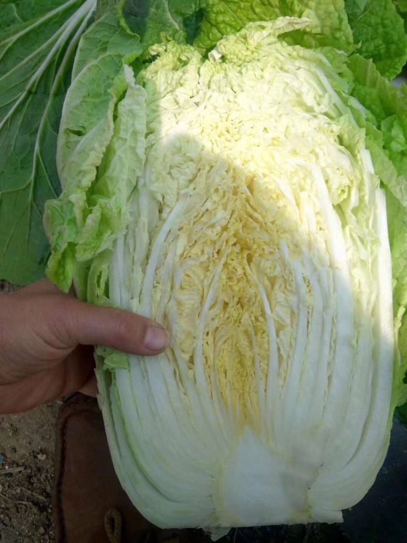 黄心大白菜🥬货源充足，产地直发，大小车随到随装