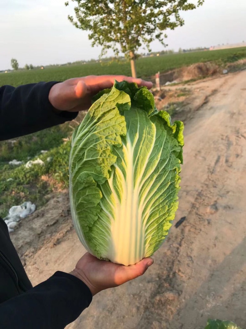 黄心大白菜🥬货源充足，产地直发，大小车随到随装