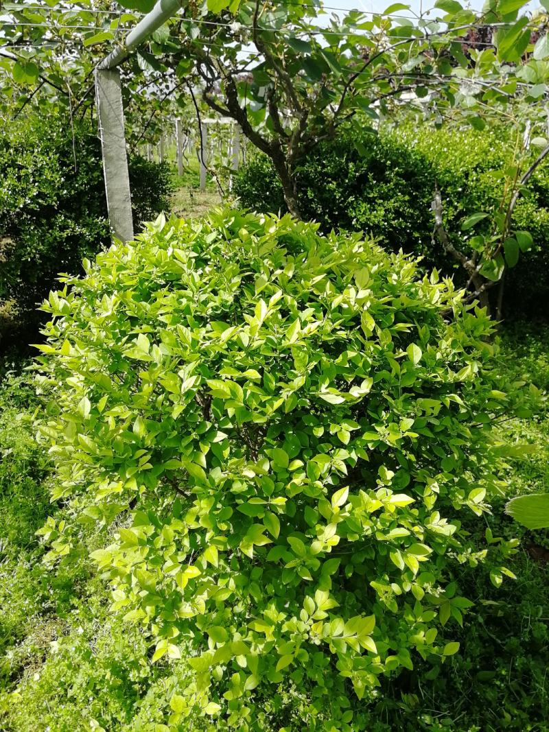 金叶女贞球物美价廉周至本地生交通便利成活率高