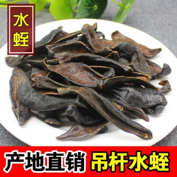 【一手货源】吊杆水蛭蚂蟥清水吊杆水蛭货源稳定