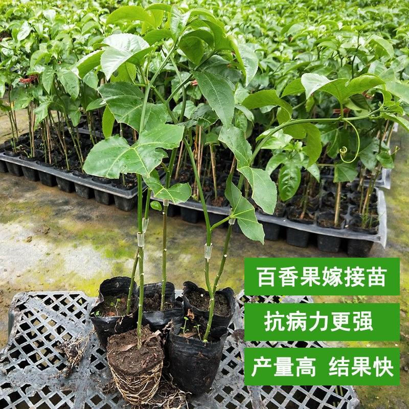 广西百香果南北方可种植有个各品种百香果出售