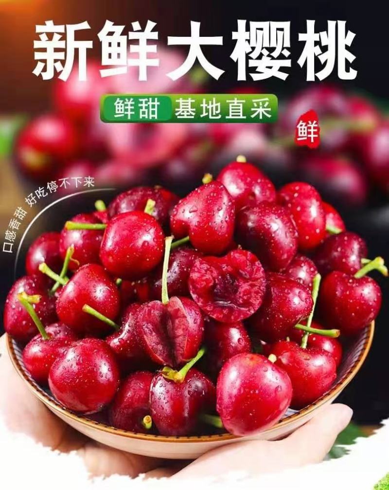 泰山大樱桃