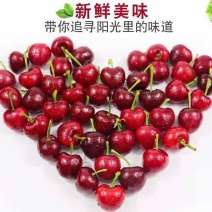 泰山大樱桃