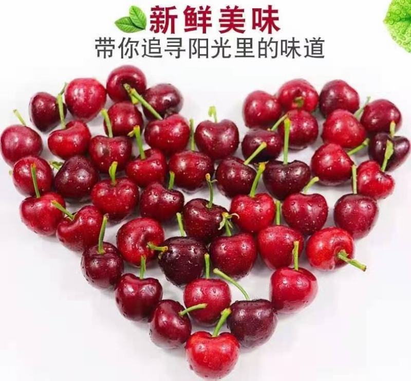 泰山大樱桃
