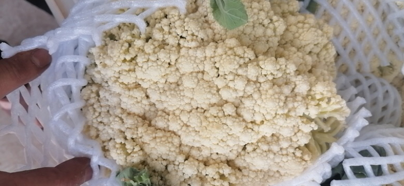 有机松花量大，质优