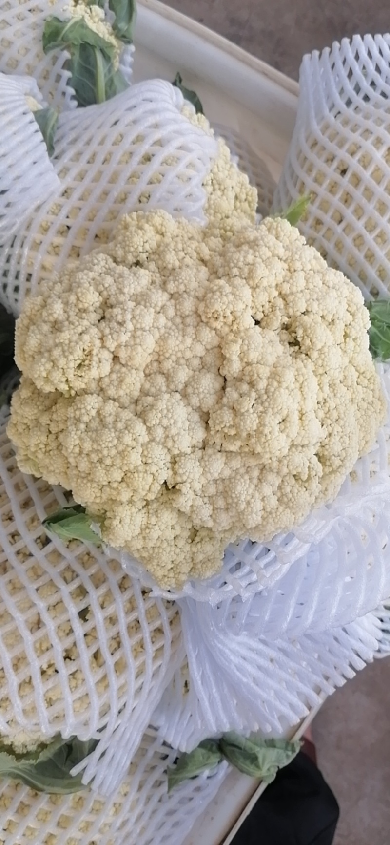 有机松花量大，质优