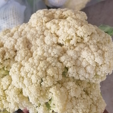 有机松花量大，质优