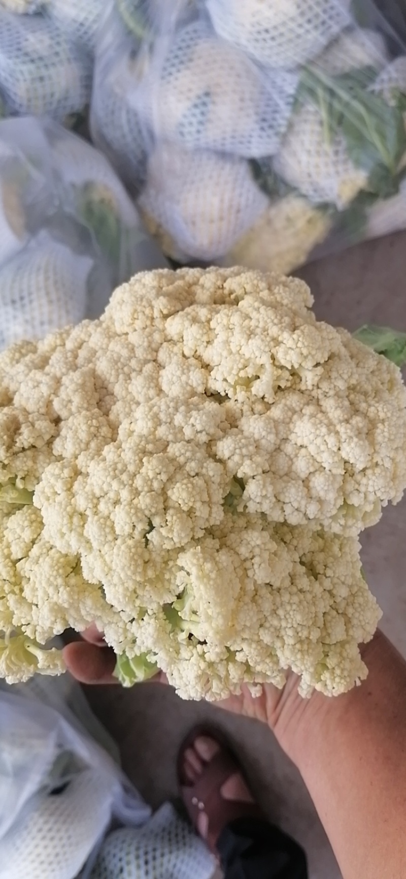 有机松花量大，质优
