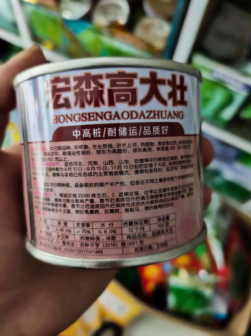 宏森高大壮洋葱种子种籽欧兰德洋葱种子紫红皮半高壮高产