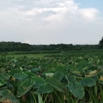 小香芋(粉)