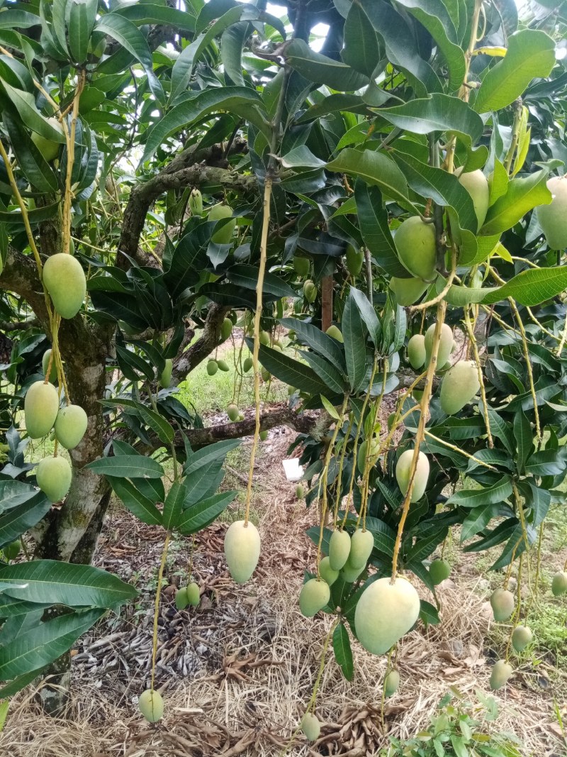 海南广西热带超甜芒果