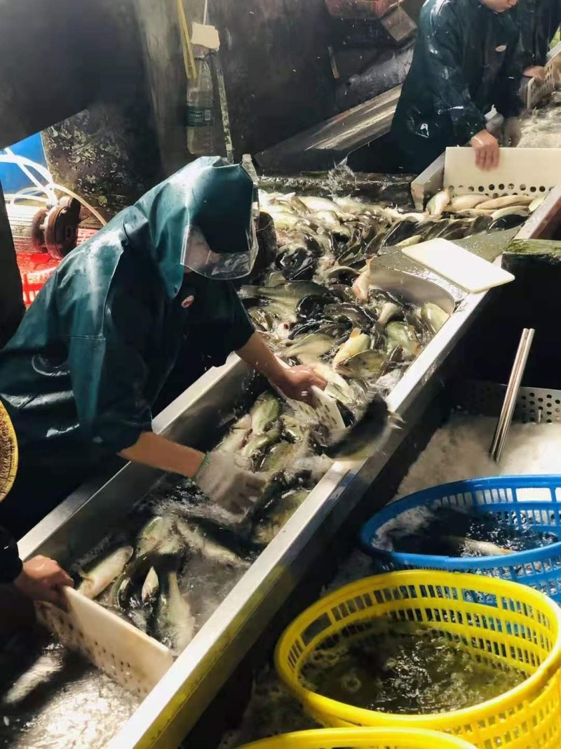免浆加州鲈鱼片500克*20包/箱量大询价