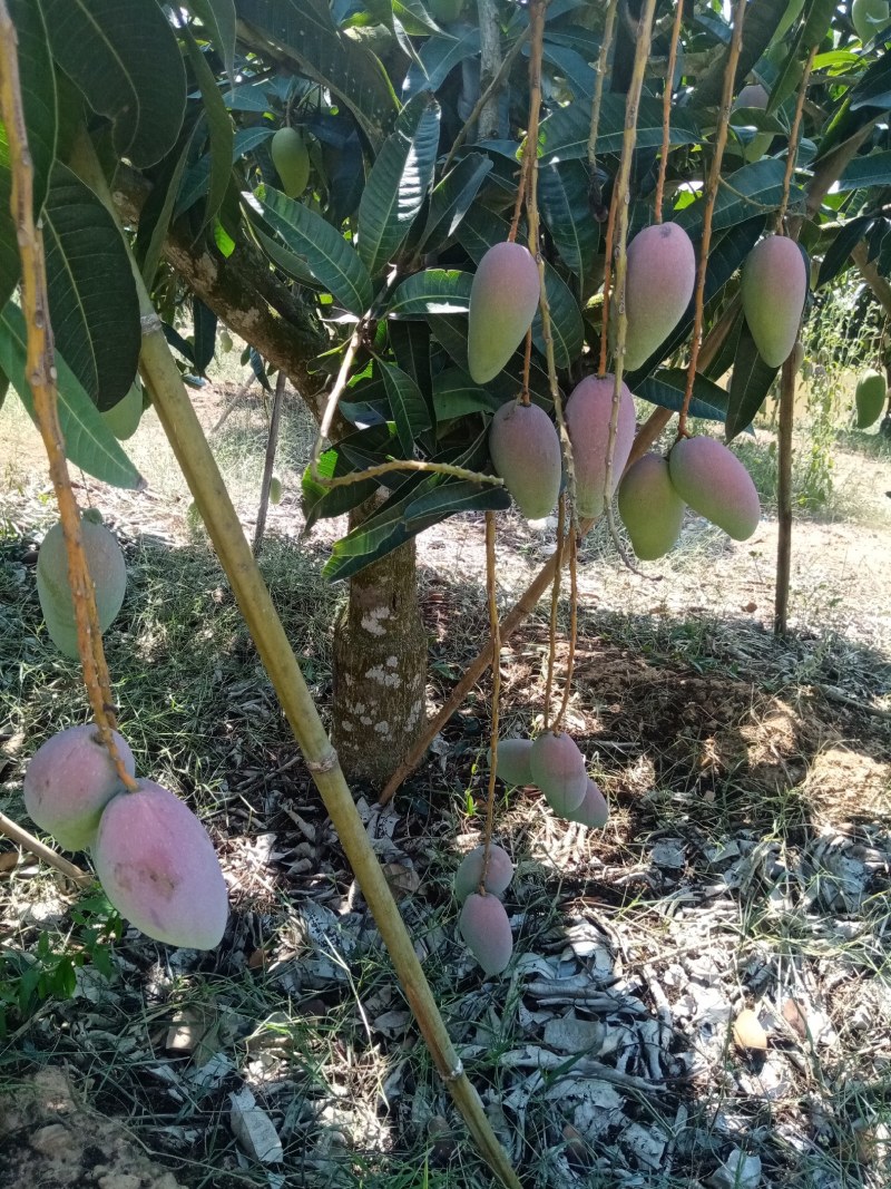 海南热带超甜芒果贵妃芒