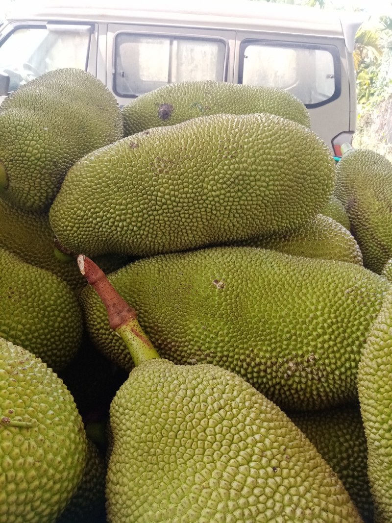 海南热带水果菠萝蜜超甜