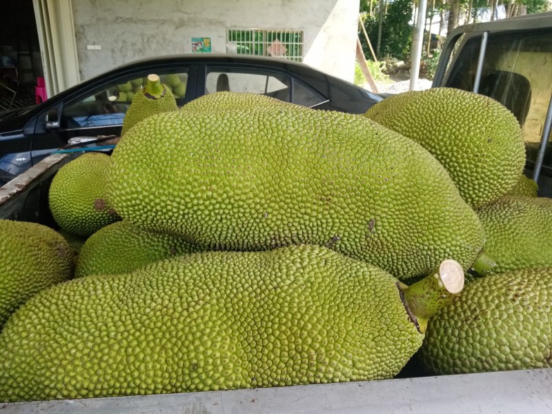 海南热带水果菠萝蜜超甜