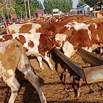 西门塔尔牛肉牛西门塔尔牛养殖场山东肉牛犊价格多少钱一头