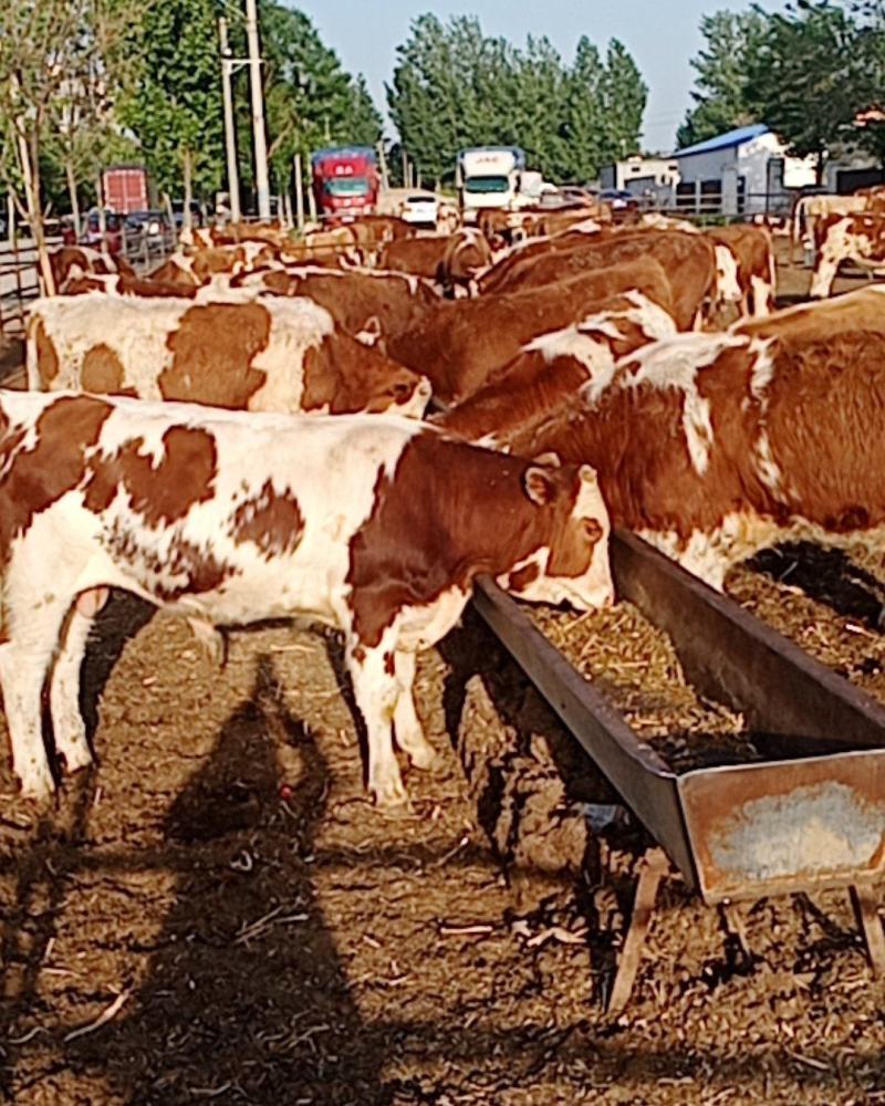 西门塔尔牛肉牛西门塔尔牛养殖场山东肉牛犊价格多少钱一头
