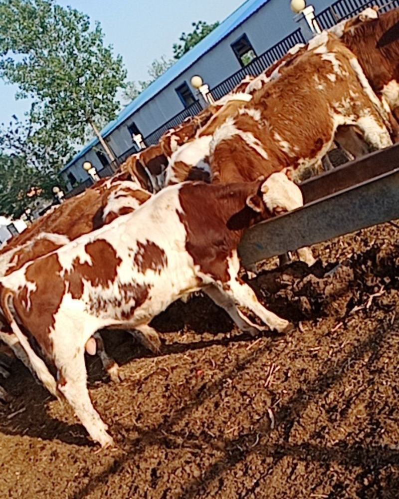 西门塔尔牛肉牛西门塔尔牛养殖场山东肉牛犊价格多少钱一头
