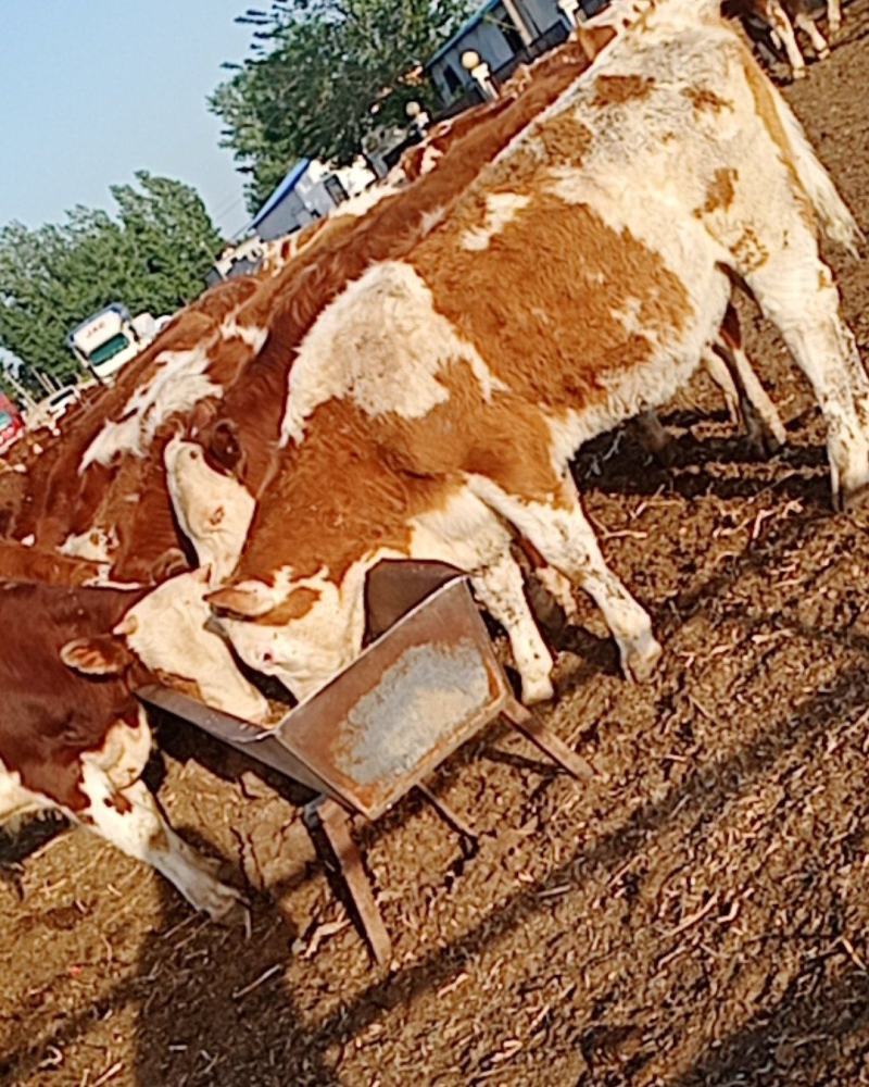 西门塔尔牛肉牛西门塔尔牛养殖场山东肉牛犊价格多少钱一头