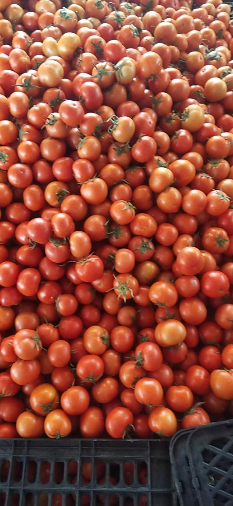 弥勒番茄大量上市，需要的老板来