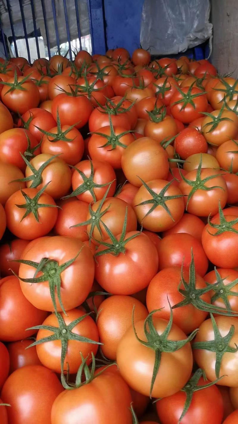 弥勒番茄大量上市，需要的老板来