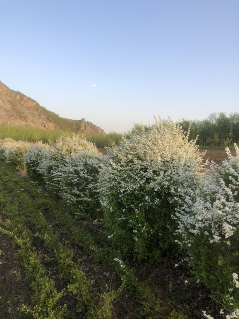 绣线菊球雪柳球冠幅0.8m到1.8米海量产地直发
