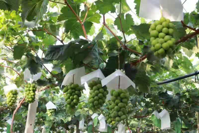 葡萄套袋无防布防鸟防水的葡萄专用袋桃子芒果水果套袋防虫