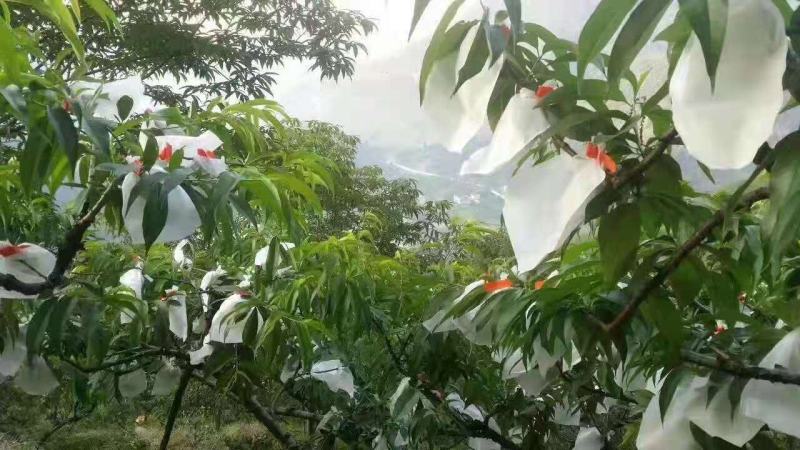 葡萄套袋无防布防鸟防水的葡萄专用袋桃子芒果水果套袋防虫