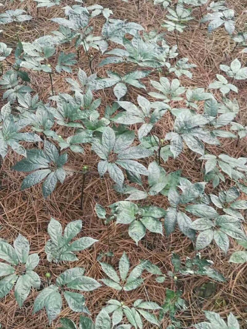 水洗全干文山三七