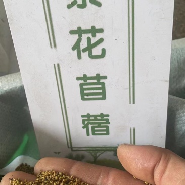 紫花苜蓿种子