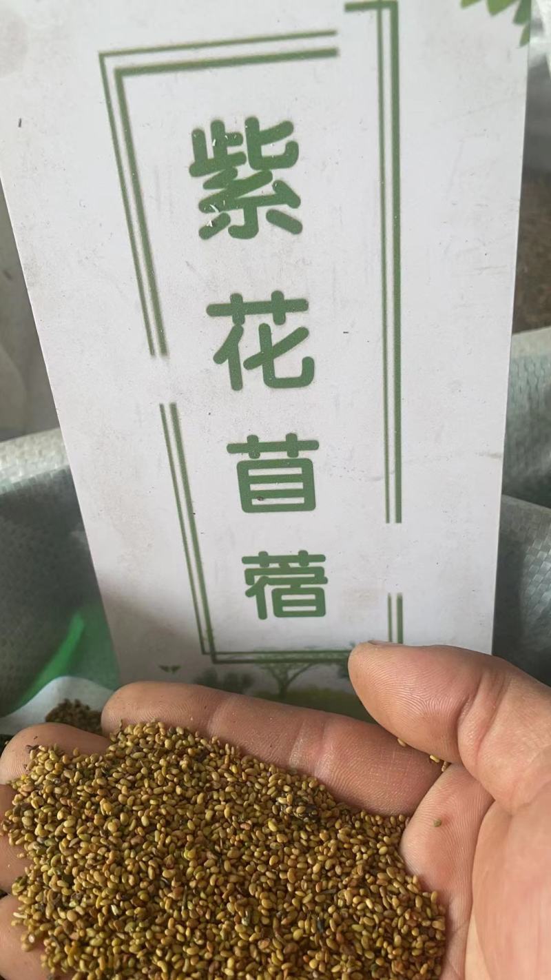 紫花苜蓿种子