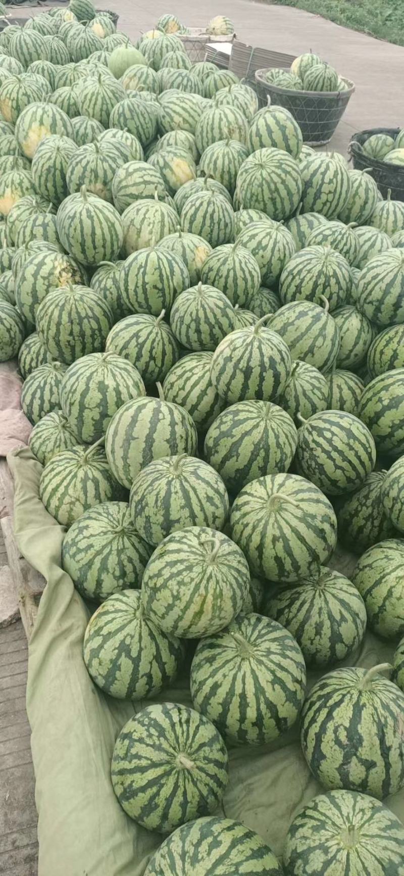 砀山县朱楼镇水果代办