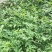 砀山县朱楼镇水果代办