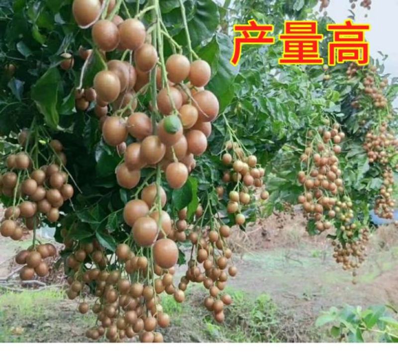 黑金刚