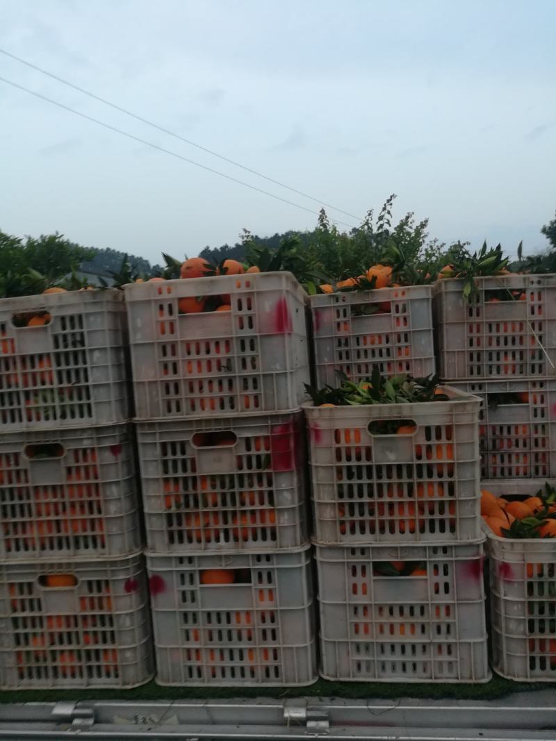 四川产地纯甜九号脐橙树上鲜果代办批发