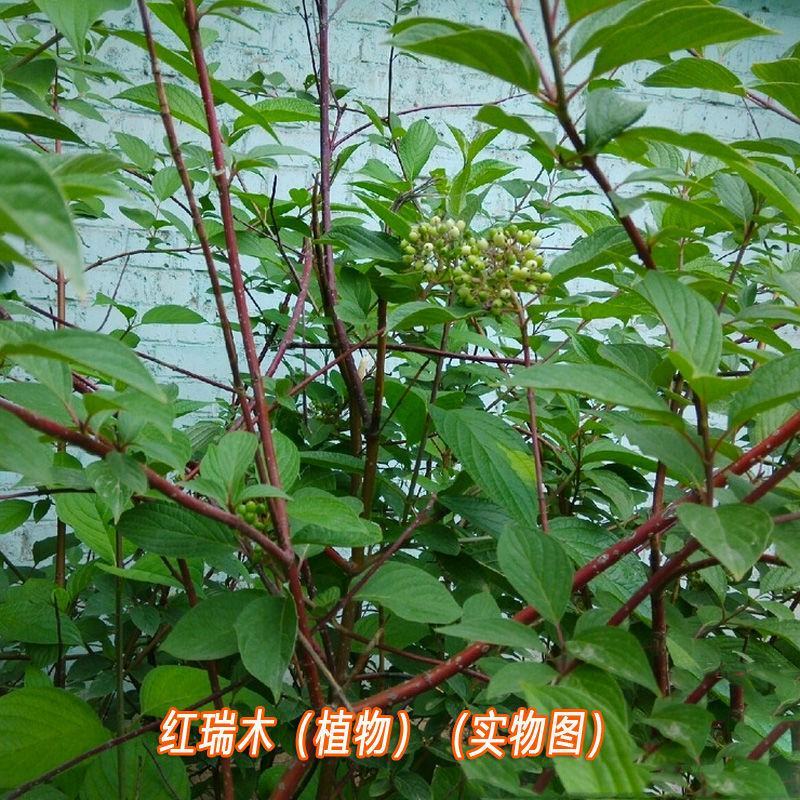 红瑞木种子落叶灌木凉子木红瑞山茱萸秋叶鲜红小果洁白庭院观