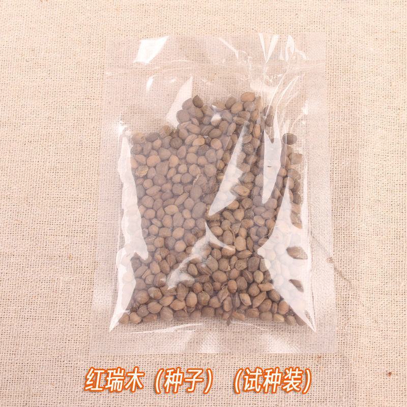 红瑞木种子落叶灌木凉子木红瑞山茱萸秋叶鲜红小果洁白庭院观