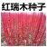 红瑞木种子落叶灌木凉子木红瑞山茱萸秋叶鲜红小果洁白庭院观