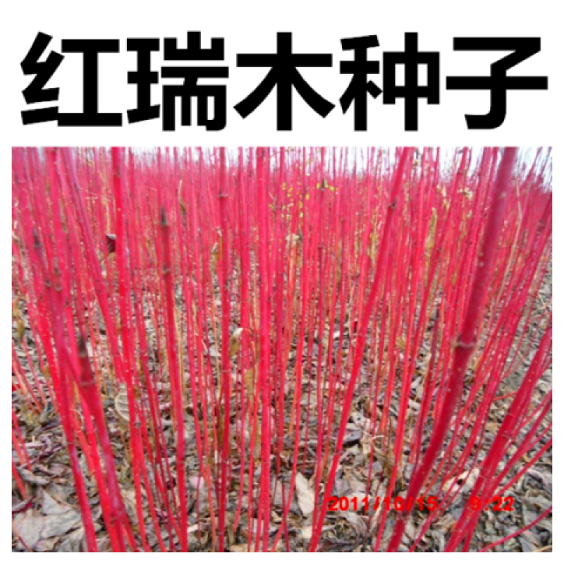 红瑞木种子落叶灌木凉子木红瑞山茱萸秋叶鲜红小果洁白庭院观