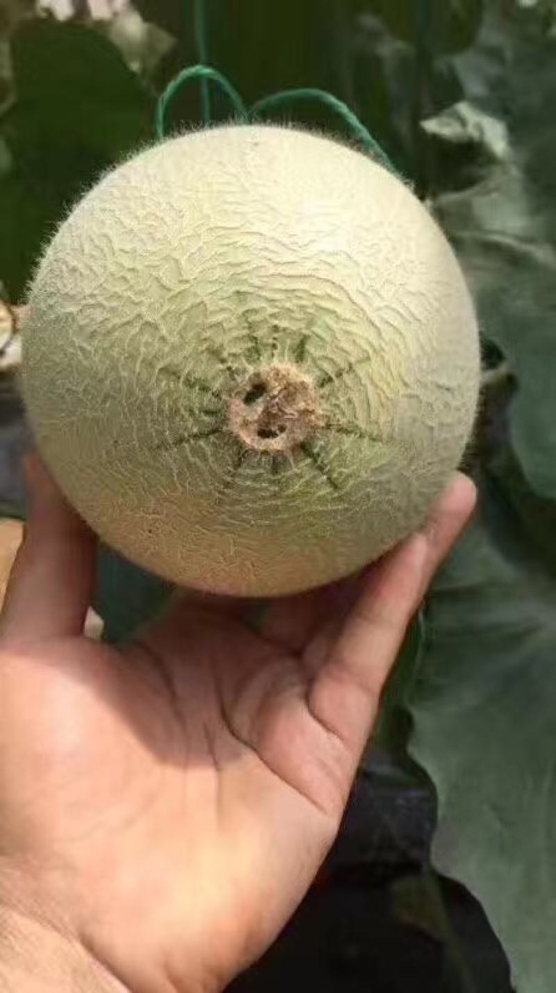 海阳网纹瓜鲁厚甜一号