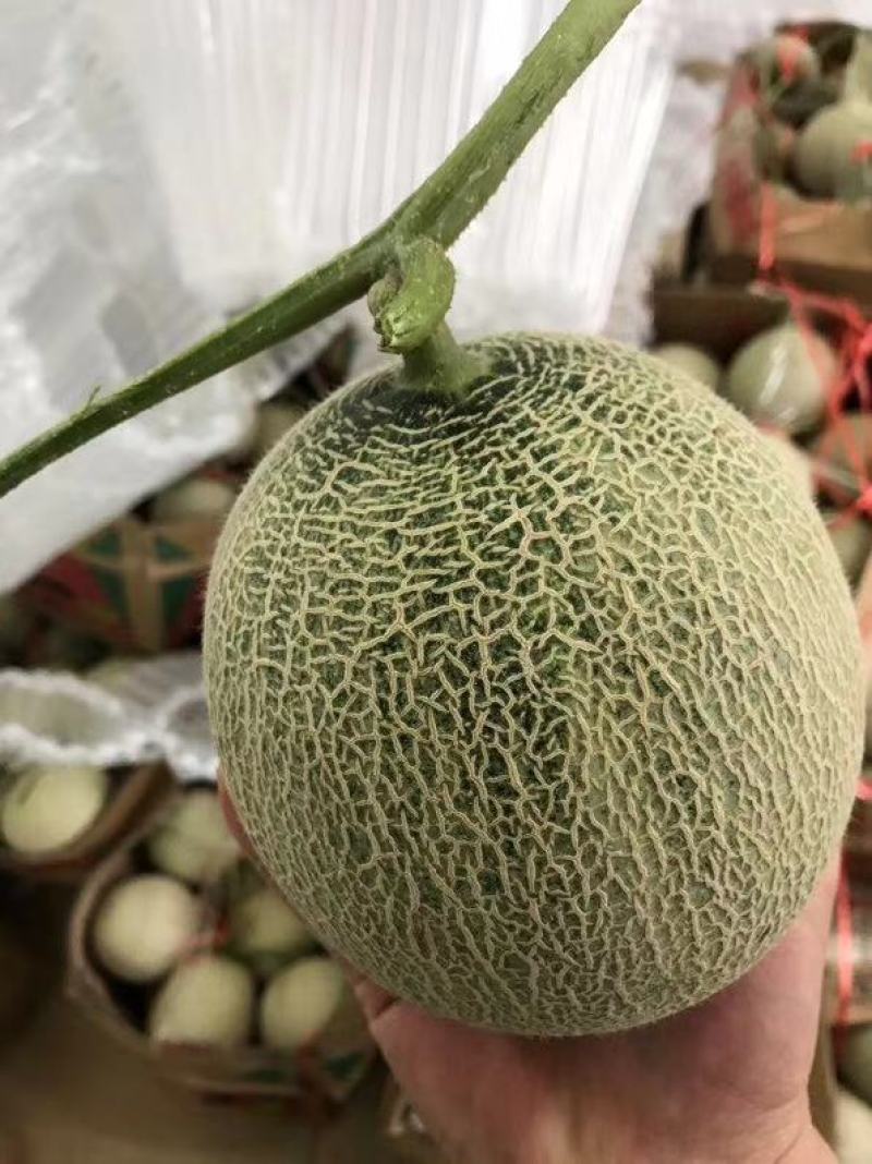 海阳网纹瓜鲁厚甜一号