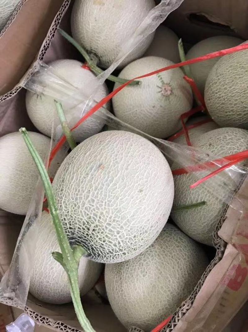 海阳网纹瓜鲁厚甜一号