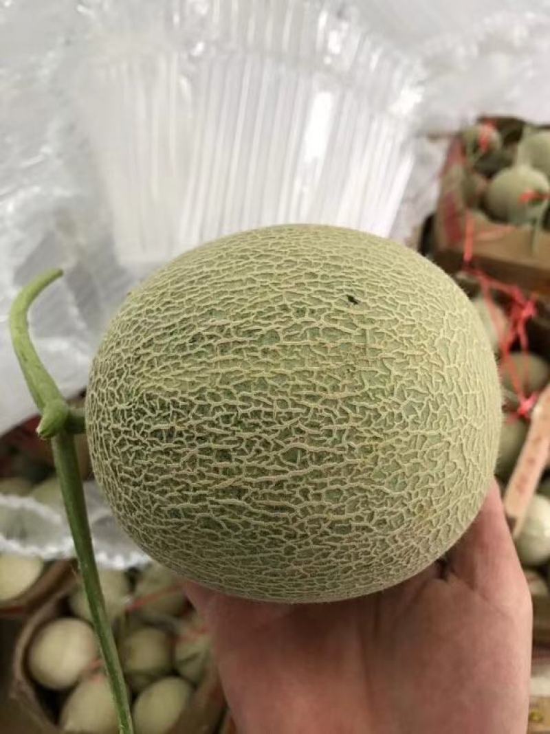 海阳网纹瓜鲁厚甜一号
