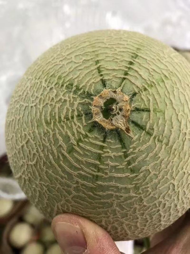 海阳网纹瓜鲁厚甜一号